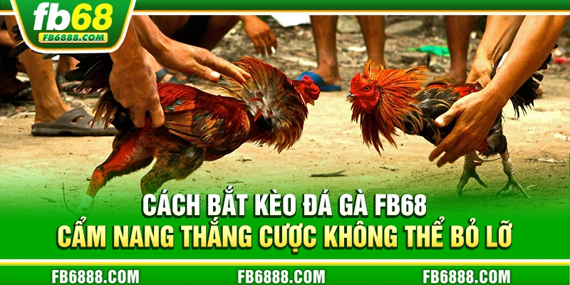 Cách bắt kèo đá gà – Hướng dẫn tân thủ đọc kèo chính xác nhất