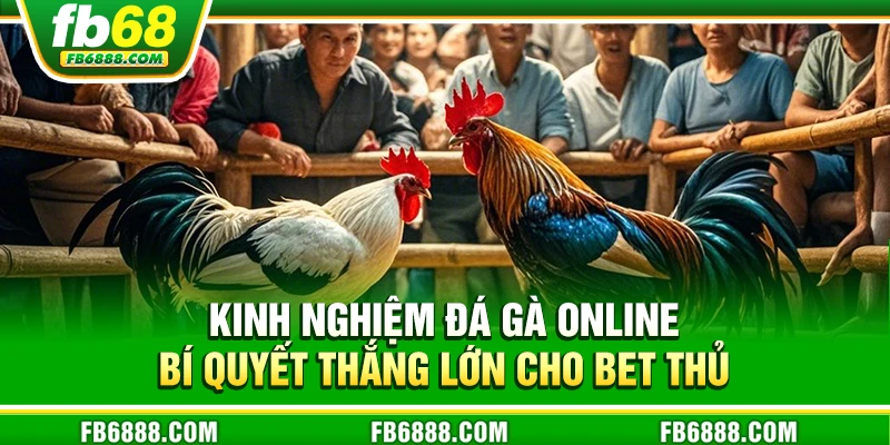 Kinh nghiệm đá gà online - Bí quyết thắng lớn cho bet thủ