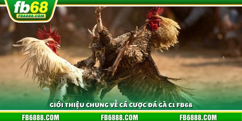 Giới thiệu chung về cá cược đá gà C1 FB68