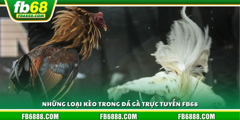 Những loại kèo trong đá gà trực tuyến FB68