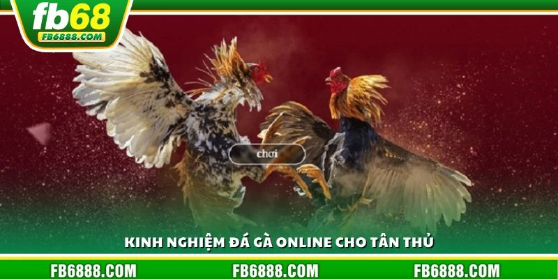 Kinh nghiệm đá gà online cho tân thủ