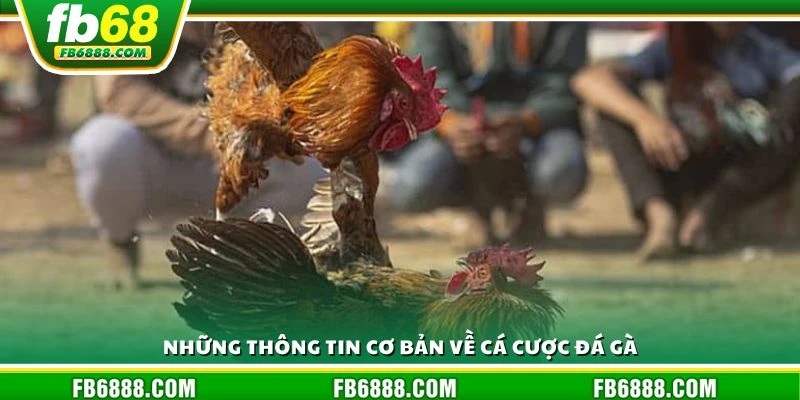 Những thông tin cơ bản về cá cược đá gà