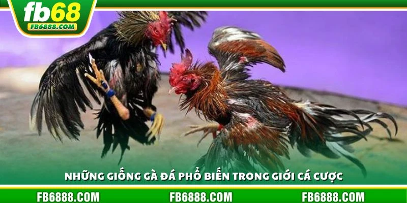 Những giống gà đá phổ biến trong giới cá cược