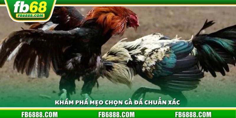 Khám phá mẹo chọn gà đá chuẩn xác